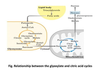 Fig. Relationship between the glyoxylate and citric acid cycles
 