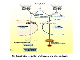 Fig. Coordinated regulation of glyoxylate and citric acid cycle
 