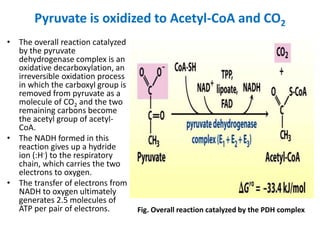 Pyruvate is oxidized to Acetyl-CoA and CO2
• The overall reaction catalyzed
by the pyruvate
dehydrogenase complex is an
oxidative decarboxylation, an
irreversible oxidation process
in which the carboxyl group is
removed from pyruvate as a
molecule of CO2 and the two
remaining carbons become
the acetyl group of acetyl-
CoA.
• The NADH formed in this
reaction gives up a hydride
ion (:H-) to the respiratory
chain, which carries the two
electrons to oxygen.
• The transfer of electrons from
NADH to oxygen ultimately
generates 2.5 molecules of
ATP per pair of electrons. Fig. Overall reaction catalyzed by the PDH complex
 