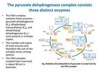 The pyruvate dehydrogenase complex consists
three distinct enzymes
• The PDH complex
contains three enzymes -
pyruvate dehydrogenase
(E1), dihydrolipoyl
transacetylase (E2), and
dihydrolipoyl
dehydrogenase (E3) –
each present in multiple
copies.
• The number and copies
of each enzyme and
therefore the size of the
complex varies among
species.
• The PDH complex
isolated from mammals
is about 50 nm in
diameter.
Fig. Oxidative decarboxylation of pyruvate to acetyl-CoA by
the PDH complex
 