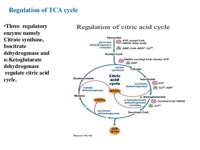 Tca cycle b.pharm
