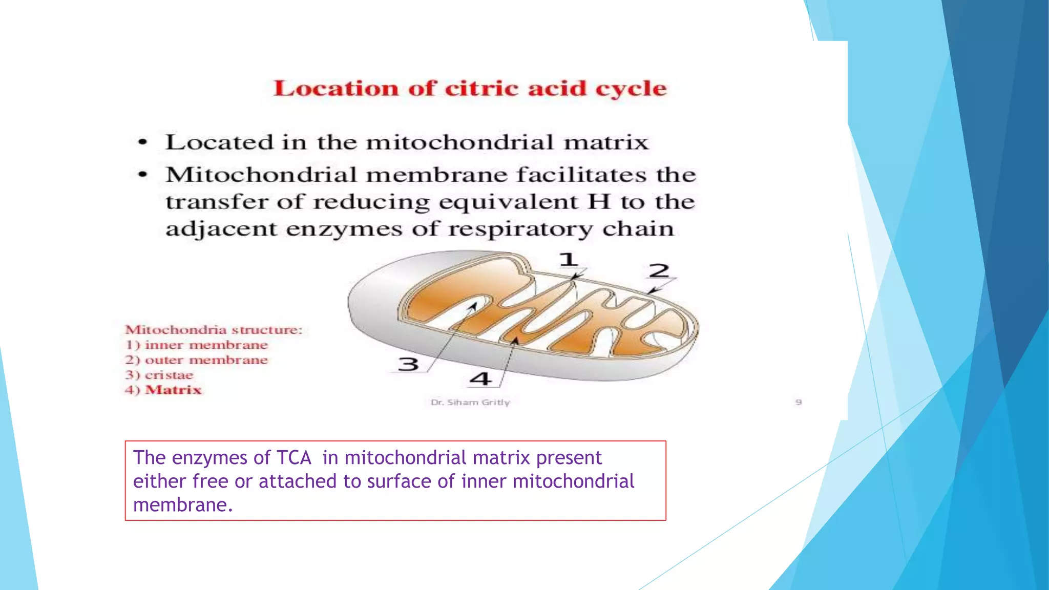 The enzymes of TCA in mitochondrial matrix present
either free or attached to surface of inner mitochondrial
membrane.
 