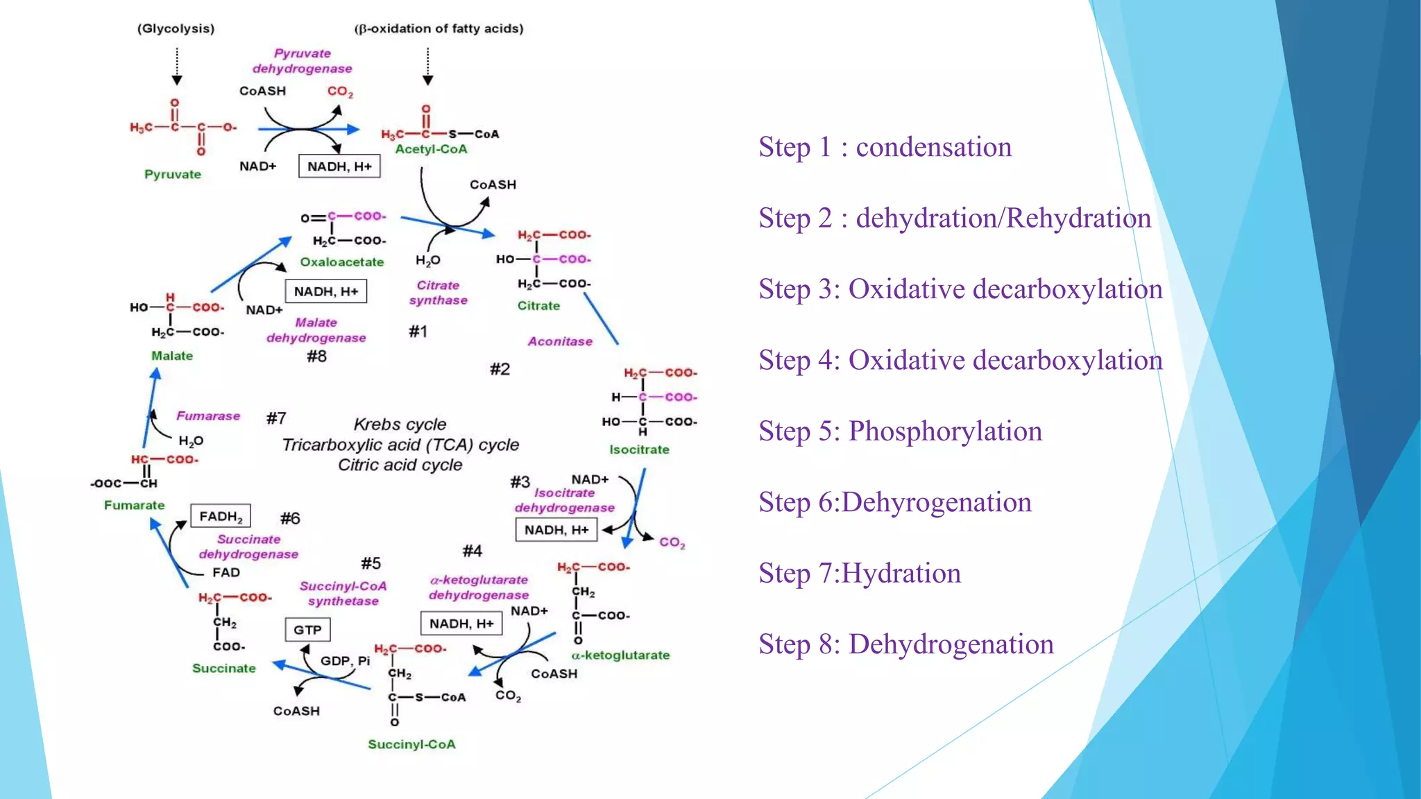 Step 1 : condensation
Step 2 : dehydration/Rehydration
Step 3: Oxidative decarboxylation
Step 4: Oxidative decarboxylation
Step 5: Phosphorylation
Step 6:Dehyrogenation
Step 7:Hydration
Step 8: Dehydrogenation
 