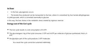 In liver
• In the liver, glucogenesis occurs
• The lactate thus produced can be transported to the liver, where it is reoxidized by liver lactate dehydrogenase
to yield pyruvate, which is converted eventually to glucose.
in this way, the liver shares in the metabolic stress created by vigorous exercise
Energy cost of the Cori cycle
• The Cori cycle results in a net consumption of 4 ATP.
• The gluconeogenic leg of the cycle consumes 2 GTP and 4 ATP per molecule of glucose synthesized, that is, 6
ATP.
• the glycolysis part of the cycle produces 2 ATP molecules
As a result the cycle cannot be sustained indefinitely
 