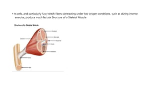 • Its cells, and particularly fast-twitch fibers contracting under low oxygen conditions, such as during intense
exercise, produce much lactate Structure of a Skeletal Muscle
 