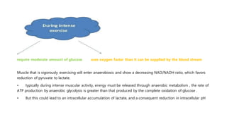 require moderate amount of glucose uses oxygen faster than it can be supplied by the blood stream
Muscle that is vigorously exercising will enter anaerobiosis and show a decreasing NAD/NADH ratio, which favors
reduction of pyruvate to lactate.
• typically during intense muscular activity, energy must be released through anaerobic metabolism , the rate of
ATP production by anaerobic glycolysis is greater than that produced by the complete oxidation of glucose .
• But this could lead to an intracellular accumulation of lactate, and a consequent reduction in intracellular pH
 