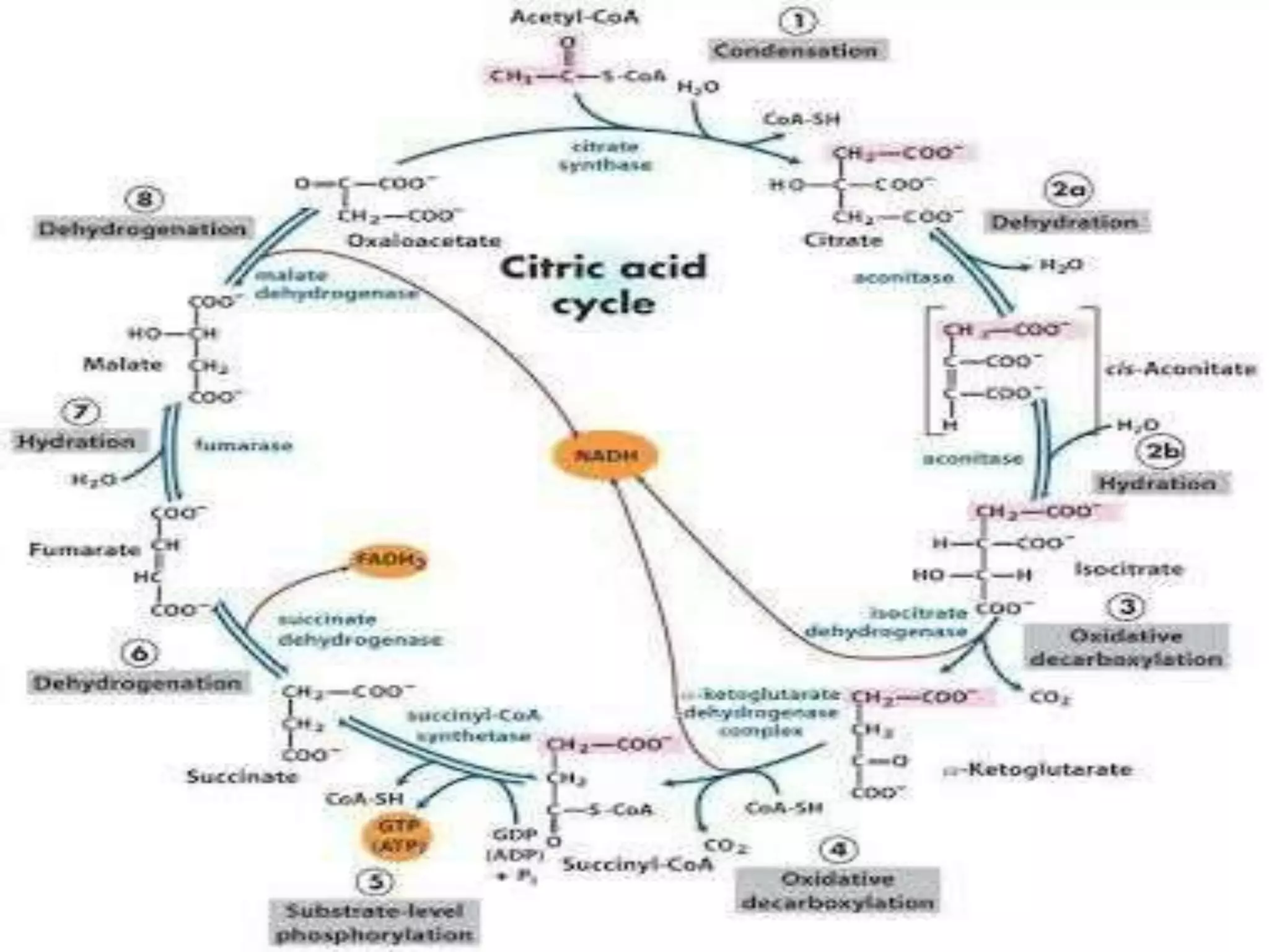 TCA & glyoxylate cycle | PPTX