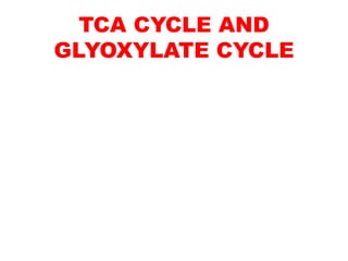 TCA CYCLE AND
GLYOXYLATE CYCLE
 
