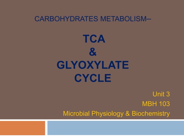 TCA & glyoxylate cycles.pptx