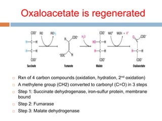 TCA & glyoxylate cycles.pptx