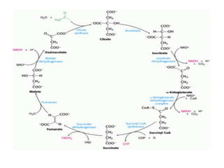 TCA & glyoxylate cycles.pptx