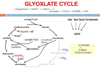 TCA & glyoxylate cycles.pptx