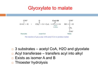 TCA & glyoxylate cycles.pptx