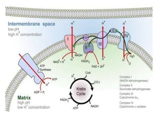 TCA & glyoxylate cycles.pptx