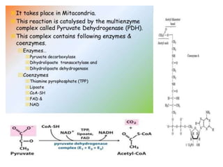 TCA & glyoxylate cycles.pptx
