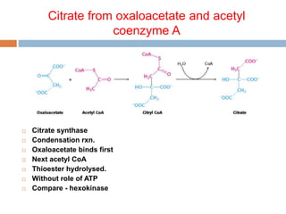 TCA & glyoxylate cycles.pptx