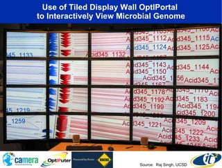 Use of Tiled Display Wall OptIPortal  to Interactively View Microbial Genome Source:  Raj Singh, UCSD 