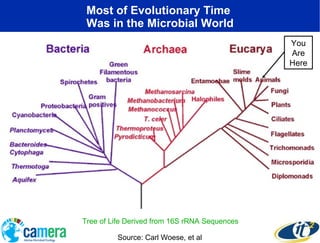 Most of Evolutionary Time  Was in the Microbial World Source: Carl Woese, et al Tree of Life Derived from 16S rRNA Sequenc...