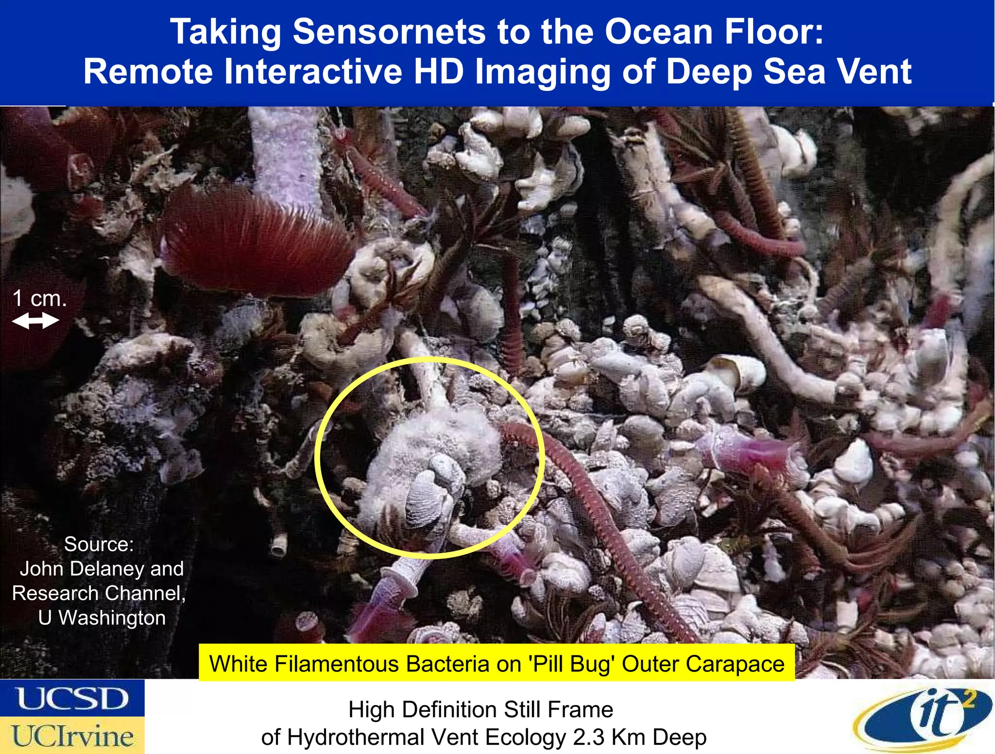 Taking Sensornets to the Ocean Floor: Remote Interactive HD Imaging of Deep Sea Vent Canadian-U.S. Collaboration High Definition Still Frame  of Hydrothermal Vent Ecology 2.3 Km Deep Source:  John Delaney and Research Channel,  U Washington 1 cm. White Filamentous Bacteria on 'Pill Bug' Outer Carapace 
