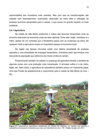 64
oportunidades aos moradores mais carentes. Mas com isso as transformações são
notadas com desmatamento, queimadas, destruição da mata ciliar e utilização de
produtos químicos apropriados para o campo, o que causa um grande impacto no meio
ambiente.
5.4.1 Agricultura
Na cidade de São Bento predomina o cultivo das lavouras temporárias onde se
encontra toda base da economia vinda do setor agrícola. Entre elas: feijão, mandioca e o
milho, apesar de um contraste que o Nordestino passa com as mudanças de clima. De
qualquer modo a agricultura ocupa um importante espaço na economia local.
Na região nas épocas chuvosas existe uma relativa pluralidade de produtos
agrícolas e uma diversidade de empregos temporários. Grandioso setor que envolve uma
boa parte da população que sobrevive dos meios vindos do campo.
Predominando também na cidade é a presença da agricultura familiar e também de
algumas zonas com uma produção mais mecanizada. O principal cultivo é o de milho,
feijão, etc. Além disso, a agricultura de subsistência também possui um importante papel.
Uma das Fontes de abastecimento e crescimento para a cidade de São Bento do Una –
PE.
Figura 37: Observam-se agricultores trabalhando em tempos de colheitas, um trabalho que garante a
subsistência de bastante moradores que vivem em São Bento do Una – PE. Fonte: Google.com.2015.
 