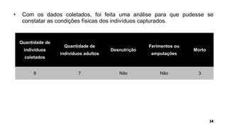 • Com os dados coletados, foi feita uma análise para que pudesse se
constatar as condições físicas dos indivíduos capturados.
Quantidade de
indivíduos
coletados
Quantidade de
indivíduos adultos
Desnutrição
Ferimentos ou
amputações
Morto
9 7 Não Não 3
 