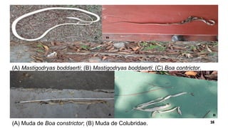 (A) Mastigodryas boddaerti; (B) Mastigodryas boddaerti; (C) Boa contrictor.
(A) Muda de Boa constrictor; (B) Muda de Colubridae.
 