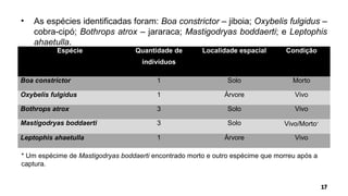 • As espécies identificadas foram: Boa constrictor – jiboia; Oxybelis fulgidus –
cobra-cipó; Bothrops atrox – jararaca; Mastigodryas boddaerti; e Leptophis
ahaetulla.
Espécie Quantidade de
indivíduos
Localidade espacial Condição
Boa constrictor 1 Solo Morto
Oxybelis fulgidus 1 Árvore Vivo
Bothrops atrox 3 Solo Vivo
Mastigodryas boddaerti 3 Solo Vivo/Morto∗
Leptophis ahaetulla 1 Árvore Vivo
* Um espécime de Mastigodryas boddaerti encontrado morto e outro espécime que morreu após a
captura.
 