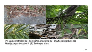 (A) Boa constrictor; (B) Leptophis ahaetulla; (C) Oxybelis fulgidus; (D)
Mastigodryas boddaerti; (E) Bothrops atrox.
 