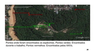 Pontos onde foram encontrados os espécimes. Pontos verdes: Encontrados
durante o trabalho; Pontos vermelhos: Encontrados pelos AAVs.
 