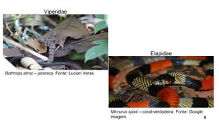 Bothrops atrox – jararaca. Fonte: Lucian Veras
Micrurus spixii – coral-verdadeira. Fonte: Google
imagem.
Viperidae
Elapidae
 