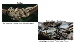 Boa constrictor – jiboia. Fonte: Google imagem.
Mastigodryas boddaerti. Fonte: Lucian Veras.
Boidae
Colubridae - Colubrinae
 