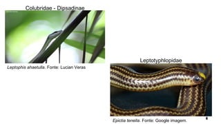 Leptophis ahaetulla. Fonte: Lucian Veras
Epictia tenella. Fonte: Google imagem.
Colubridae - Dipsadinae
Leptotyphlopidae
 