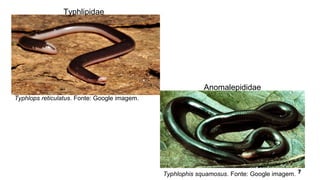 Typhlops reticulatus. Fonte: Google imagem.
Typhlophis squamosus. Fonte: Google imagem.
Typhlipidae
Anomalepididae
 
