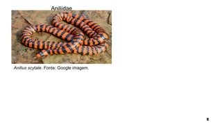Anilius scytale. Fonte: Google imagem.
Aniliidae
 