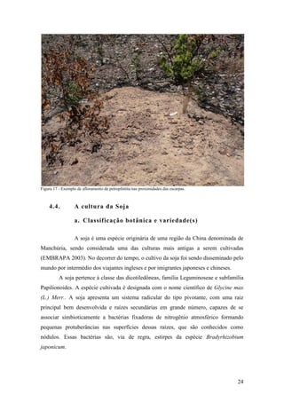 Figura 17 - Exemplo de afloramento de petroplintita nas proximidades das escarpas.



    4.4.           A cultura da Soja

                   a. Classificação botânica e variedade(s)

                   A soja é uma espécie originária de uma região da China denominada de
Manchúria, sendo considerada uma das culturas mais antigas a serem cultivadas
(EMBRAPA 2003). No decorrer do tempo, o cultivo da soja foi sendo disseminado pelo
mundo por intermédio dos viajantes ingleses e por imigrantes japoneses e chineses.
          A soja pertence à classe das dicotiledôneas, família Leguminoseae e subfamília
Papilionoides. A espécie cultivada é designada com o nome científico de Glycine max
(L.) Merr.. A soja apresenta um sistema radicular do tipo pivotante, com uma raiz
principal bem desenvolvida e raízes secundárias em grande número, capazes de se
associar simbioticamente a bactérias fixadoras de nitrogênio atmosférico formando
pequenas protuberâncias nas superfícies dessas raízes, que são conhecidos como
nódulos. Essas bactérias são, via de regra, estirpes da espécie Bradyrhizobium
japonicum.




                                                                                     24
 