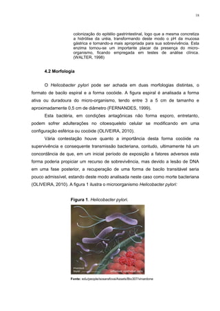 18




                     colonização do epitélio gastrintestinal, logo que a mesma concretiza
                     a hidrólise da uréia, transformando deste modo o pH da mucosa
                     gástrica e tornando-a mais apropriada para sua sobrevivência. Esta
                     enzima tornou-se um importante placar da presença do micro-
                     organismo, ficando empregada em testes de análise clínica.
                     (WALTER, 1998)


      4.2 Morfologia


      O Helicobacter pylori pode ser achada em duas morfologias distintas, o
formato de bacilo espiral e a forma cocóide. A figura espiral é analisada a forma
ativa ou duradoura do micro-organismo, tendo entre 3 a 5 cm de tamanho e
aproximadamente 0,5 cm de diâmetro (FERNANDES, 1999).
      Esta bactéria, em condições antagônicas não forma esporo, entretanto,
podem sofrer adulterações no citoesqueleto celular se modificando em uma
configuração esférica ou cocóide (OLIVEIRA, 2010).
      Vária contestação houve quanto a importância desta forma cocóide na
supervivência e consequente transmissão bacteriana, contudo, ultimamente há um
concordância de que, em um inicial período de exposição a fatores adversos esta
forma poderia propiciar um recurso de sobrevivência, mas devido a lesão de DNA
em uma fase posterior, a recuperação de uma forma de bacilo transitável seria
pouco admissível, estando deste modo analisada neste caso como morte bacteriana
(OLIVEIRA, 2010). A figura 1 ilustra o microorganismo Helicobacter pylori:


                   Figura 1. Helicobacter pylori.




                   Fonte: edu/people/sosarafova/Assets/Bio307/vinardone
 