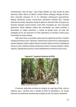 membranácea); Cipó de fogo / Cipó d´água (Davilla sp); Cipó escada de jabuti
(Bauhinia rutilans Spruce ex Benth.); Faveira (Parkia multijuga); Mangue de terra-
firme (Tovomita choysiana Pl. et Tr.); Mumbaca (Astrocaryum gynacanthum);
Marupá (Simarouba amara); Pau-de-remo (Chimarrhis turbinata DC.); Paxiúba
(Socratea exorrhiza); Piquiarana (Caryocar glabrum); Quaruba Cedro (Vochysia sp);
Quaruba (Vochysia maxima Ducke); Tachi Preto (Tachigalia sp); Taurí (Couratari
guianensis). Essas espécies citadas são encontradas nas matas primárias e
secundárias da região amazônica, a maioria de grande porte, as quais são
protegidas por lei, por possuírem um valor significativo no mercado e serem pouco
encontradas em áreas urbanas.
Além disso foram encontradas nesse percurso espécimes da flora e também
vestígios faunísticos como: Capivaras ( Hydrochoerus hydrochoeris); Iguanas(Iguana
iguana); Raposas (Vulpes vulpes); Macaco-de-cheiro (Saimiri sciureus); Quati(Nasua
nasua); E aves e pássaros Garças (Casmerodius albus.); Pica-pau-amarelo ( Celeus
lugubris); Jaçanã(Jacana jacana); Acauã (Herpetotheres cachinanns) entre outros.
Figuras 47 - Espécies florísticas do PEUt
Fonte: Laisse Palheta (2011)
O percurso desta trilha acontece às margens do Lago Água Preta, onde se
observou que o caminho para a entrada da trilha foi desmatado e há visíveis
aberturas, provavelmente causadas pela remoção de solo. No entanto, atualmente
102
 