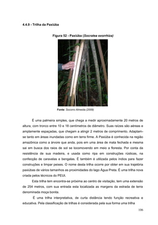 4.4.9 - Trilha da Paxiúba
Figura 52 - Paxiúba (Socratea exorrhiza)
Fonte: Socorro Almeida (2009)
É uma palmeira simples, que chega a medir aproximadamente 20 metros de
altura, com tronco entre 10 e 18 centímetros de diâmetro. Suas raízes são aéreas e
amplamente espaçadas, que chegam a atingir 2 metros de comprimento. Adaptam-
se tanto em áreas inundadas como em terra firme. A Paxiúba é conhecida na região
amazônica como a árvore que anda, pois em uma área de mata fechada e mesma
sai em busca dos raios de sol se locomovendo em meio a floresta. Por conta da
resistência de sua madeira, e usada como ripa em construções rústicas, na
confecção de caravelas e bengalas. É também é utilizada pelos índios para fazer
construções e limpar peixes. O nome desta trilha ocorre por obter em sua trajetória
paxiúbas de vários tamanhos as proximidades do lago Água Preta. É uma trilha nova
criada pelos técnicos do PEUt.
Esta trilha tem encontra-se próxima ao centro de visitação, tem uma extensão
de 254 metros, com sua entrada esta localizada as margens da estrada de terra
denominada moça bonita.
É uma trilha interpretativa, de curta distância tendo função recreativa e
educativa. Pela classificação de trilhas é considerada pela sua forma uma trilha
106
 