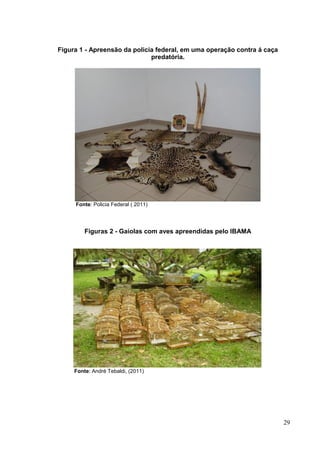 Figura 1 - Apreensão da policia federal, em uma operação contra á caça
predatória.
Fonte: Policia Federal ( 2011)
Figuras 2 - Gaiolas com aves apreendidas pelo IBAMA
Fonte: André Tebaldi, (2011)
29
 