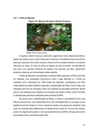 4.4.1 - Trilha do Macaco
Figura 16 - Macaco-de-cheiro (Saimiri Scireus)
Fonte: Felipe Furtado (2010)
A espécie Saimiri Sciureus conhecida vulgarmente como Macaco-de-Cheiro.
Apesar de parecer que o nome indica que é cheiroso, na realidade esse nome lhe foi
dado por causa do mau cheiro, já que o mesmo urina na própria cauda e a encharca
utilizando as mãos. O nome da trilha se originou do fato de existir, na extensão de
sua área, uma grande incidência da espécie. No percurso da trilha, geralmente
podemos observar as movimentação dessa espécie.
A trilha do Macaco é considerada a primeira trilha mapeada no PEUt, para fins
de visitação, sua localização encontra-se entre o lago Bolonha e o centro de
visitantes com a dimensão de 1.800 metros de extensão, considerada uma trilha
interpretativa de média distância segundo a classificação de trilhas. Sua função é de
utilização para fins de recreação, lazer com práticas de educação ambiental. Sendo
esta a mais utilizada para trabalhos com escolas que visitam a área. Como Também
é utilizada para patrulhas realizadas pelos policiais do BPA.
De acordo com a classificação de trilhas, a mesma é considerada como uma
trilha de forma linear, com intensidade leve, com orientação fácil e a duração na sua
trajetória é de 45 minutos a 1 hora, variado de acordo com grupos de visitantes. Esta
pode ser indicada para público-alvo de adolescentes acima de 12 anos até adultos,
porém em algumas situações, e com acompanhamento do BPA, crianças acima de 5
anos podem fazer caminhadas pela trilha.
66
 