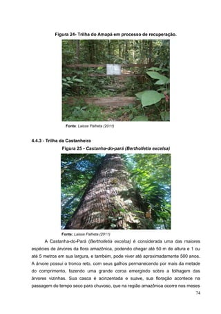 Figura 24- Trilha do Amapá em processo de recuperação.
Fonte: Laisse Palheta (2011)
4.4.3 - Trilha da Castanheira
Figura 25 - Castanha-do-pará (Bertholletia excelsa)
Fonte: Laisse Palheta (2011)
A Castanha-do-Pará (Bertholletia excelsa) é considerada uma das maiores
espécies de árvores da flora amazônica, podendo chegar até 50 m de altura e 1 ou
até 5 metros em sua largura, e também, pode viver até aproximadamente 500 anos.
A árvore possui o tronco reto, com seus galhos permanecendo por mais da metade
do comprimento, fazendo uma grande coroa emergindo sobre a folhagem das
árvores vizinhas. Sua casca é acinzentada e suave, sua floração acontece na
passagem do tempo seco para chuvoso, que na região amazônica ocorre nos meses
74
 