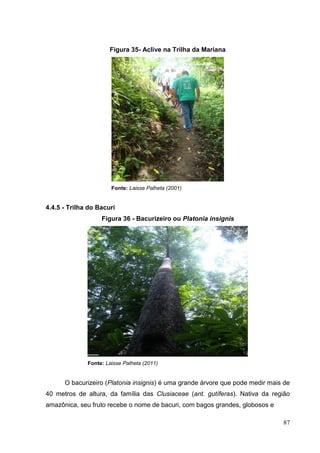 Figura 35- Aclive na Trilha da Mariana
Fonte: Laisse Palheta (2001)
4.4.5 - Trilha do Bacuri
Figura 36 - Bacurizeiro ou Platonia insignis
Fonte: Laisse Palheta (2011)
O bacurizeiro (Platonia insignis) é uma grande árvore que pode medir mais de
40 metros de altura, da família das Clusiaceae (ant. gutíferas). Nativa da região
amazônica, seu fruto recebe o nome de bacuri, com bagos grandes, globosos e
87
 