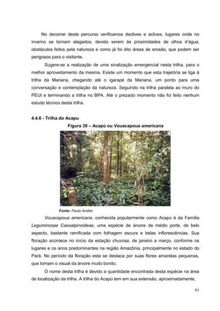 No decorrer deste percurso verificamos declives e aclives, lugares onde no
inverno se tornam alagados, devido serem às proximidades de olhos d‟água,
obstáculos feitos pela natureza e como já foi dito áreas de erosão, que podem ser
perigosos para o visitante.
Sugere-se a realização de uma sinalização emergencial nesta trilha, para o
melhor aproveitamento da mesma. Existe um momento que esta trajetória se liga à
trilha da Mariana, chegando até o igarapé da Mariana, um ponto para uma
conversação e contemplação da natureza. Seguindo na trilha paralela ao muro do
PEUt e terminando a trilha no BPA. Até o prezado momento não foi feito nenhum
estudo técnico desta trilha.
4.4.6 - Trilha do Acapu
Figura 39 – Acapú ou Vouacapoua americana
Fonte: Paulo Andrei
Vouacapoua americana, conhecida popularmente como Acapú é da Família
Leguminosae Caesalpinoideae, uma espécie de árvore de médio porte, de belo
aspecto, bastante ramificada com folhagem escura e belas inflorescências. Sua
floração acontece no início da estação chuvosa, de janeiro a março, conforme os
lugares e os anos predominantes na região Amazônia, principalmente no estado do
Pará. No período da floração esta se destaca por suas flores amarelas pequenas,
que tornam o visual da árvore muito bonito.
O nome desta trilha é devido a quantidade encontrada desta espécie na área
de localização da trilha. A trilha do Acapú tem em sua extensão, aproximadamente,
91
 