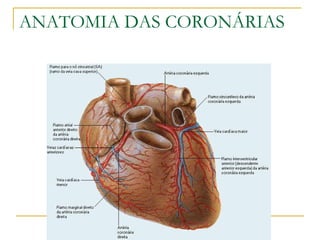 ANATOMIA DAS CORONÁRIAS 