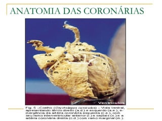ANATOMIA DAS CORONÁRIAS 