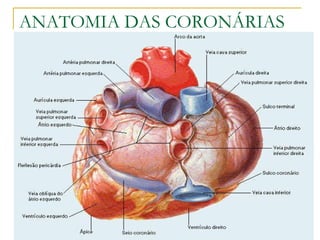 ANATOMIA DAS CORONÁRIAS 