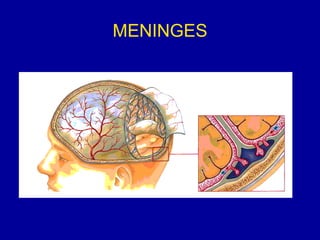 MENINGES
 