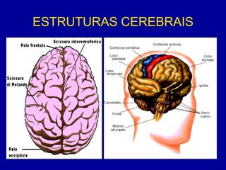 ESTRUTURAS CEREBRAIS
 