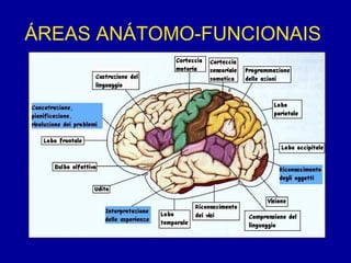 ÁREAS ANÁTOMO-FUNCIONAIS
 