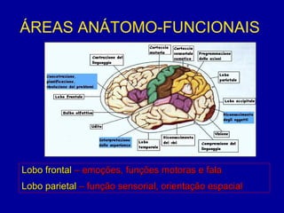 ÁREAS ANÁTOMO-FUNCIONAIS
Lobo frontalLobo frontal – emoções, funções motoras e fala– emoções, funções motoras e fala
Lobo parietalLobo parietal – função sensorial, orientação espacial– função sensorial, orientação espacial
 